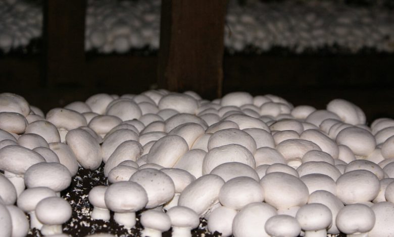 تولید سالانه ۴ هزار تُن قارچ در کردستان