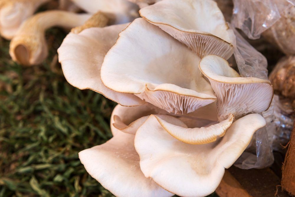 قارچ صدفی خوراکی (Oyster) 26 قارچ اگزوتیک محبوب در جهان