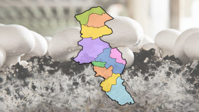 تولید سالانه بیش از پنج هزار تن قارچ خوراکی در اردبیل