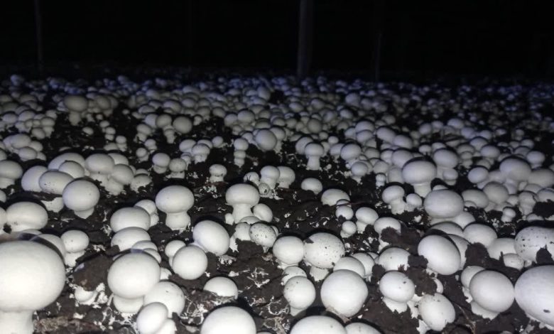 تصاویر مزرعه پرورش قارچ در قم