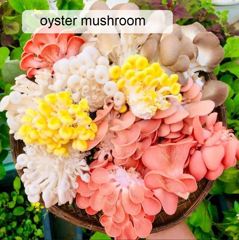 جای خالی قارچ های اگزوتیک