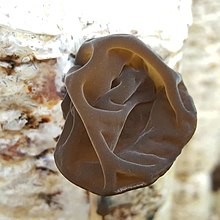 قارچ گوش چوبی (Wood Ear)