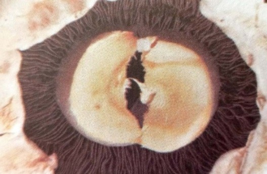 قارچ با ساقه های تو خالی و شکافته شده