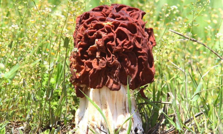 قارچ مورل تقلبی: سمی و کشنده mushroom.news