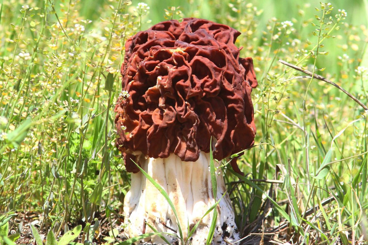 قارچ مورل تقلبی: سمی و کشنده mushroom.news گیرومترا اسکولنتا