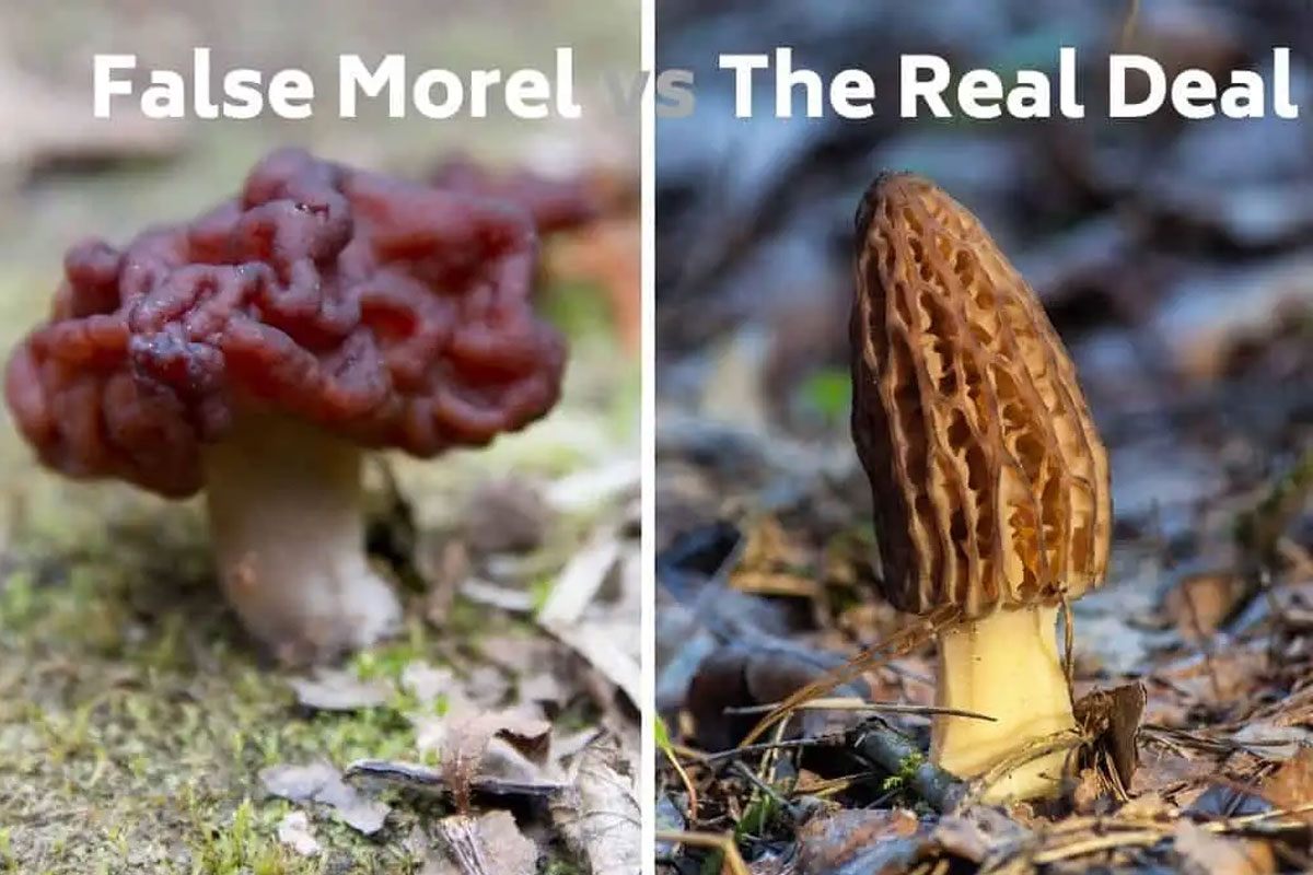 مقایسه قارچ مورل تقلبی و واقعی