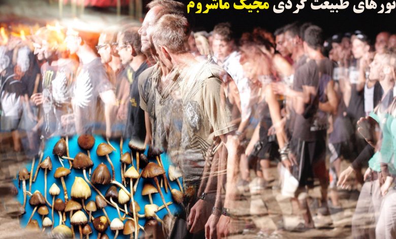 تور مجیک ماشروم جوان ایرانی در دام مصرف مجیک ماشروم