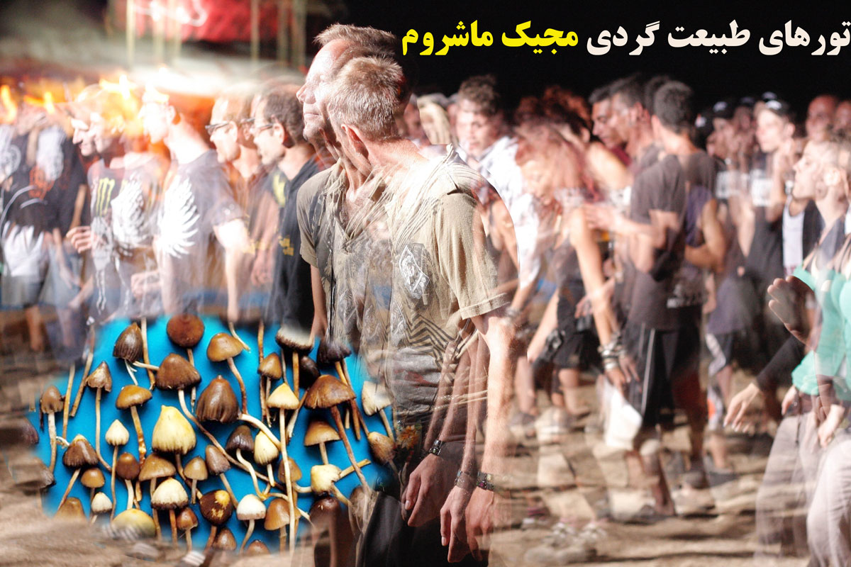 تور مجیک ماشروم جوان ایرانی در دام مصرف مجیک ماشروم اهنگ ماشروم طبیعت دام مصرف مجیک ماشروم