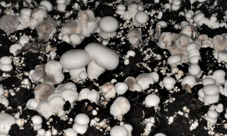 بیماری حباب خشک در پرورش قارچ