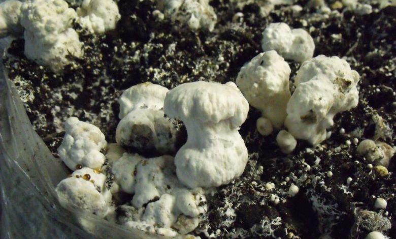بیماری حباب خشک در پرورش قارچ
