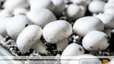 چگونه به راحتی قارچ دکمه‌ای سفید را در خانه پرورش دهیم