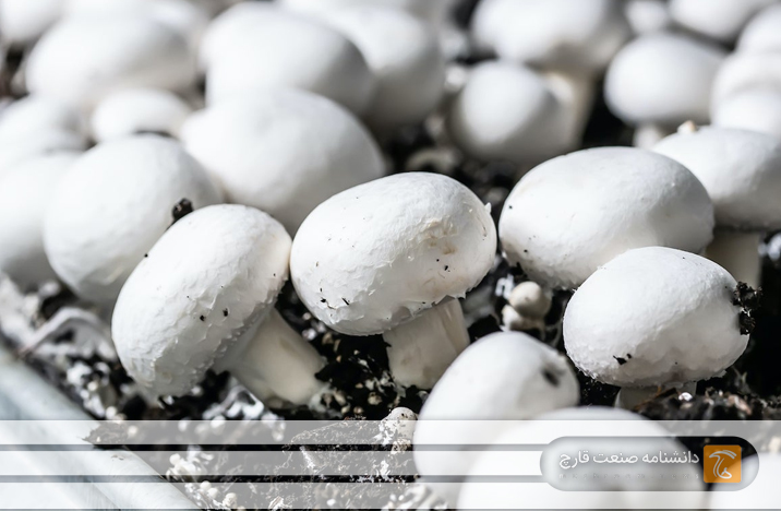 چگونه به راحتی قارچ دکمه‌ای سفید را در خانه پرورش دهیم