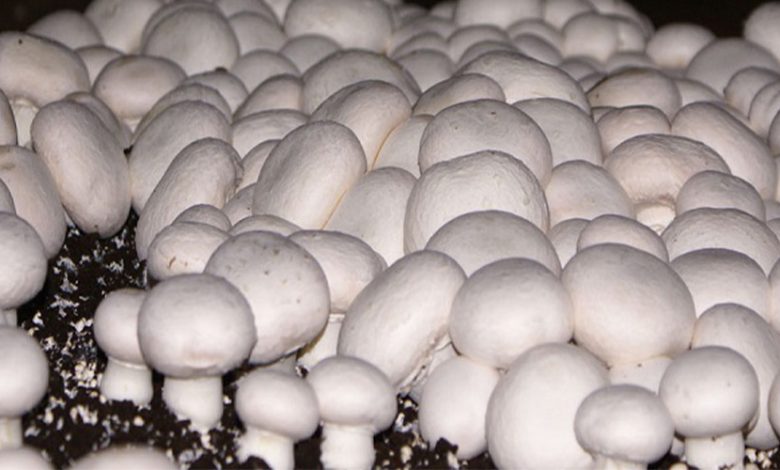 شرایط مطلوب استان خراسان شمالی برای پرورش قارچ خوراکی