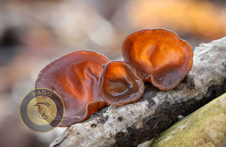 wood ear mushroom قارچ گوش چوبی 26 قارچ اگزوتیک محبوب در جهان
