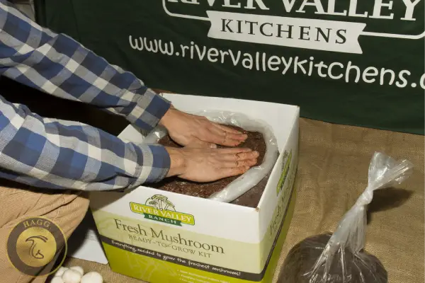 حفظ و حراست از مواد آلی موجود در خاک پیت