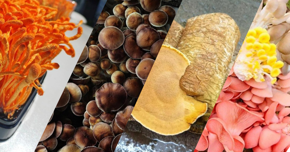 جای خالی قارچ های اگزوتیک