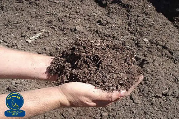 نقش خاک پیت در پرورش قارچ