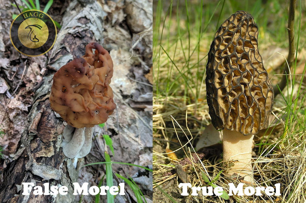 تشخیص قارچ مورل تقلبی از قارچ مورل حقیقی