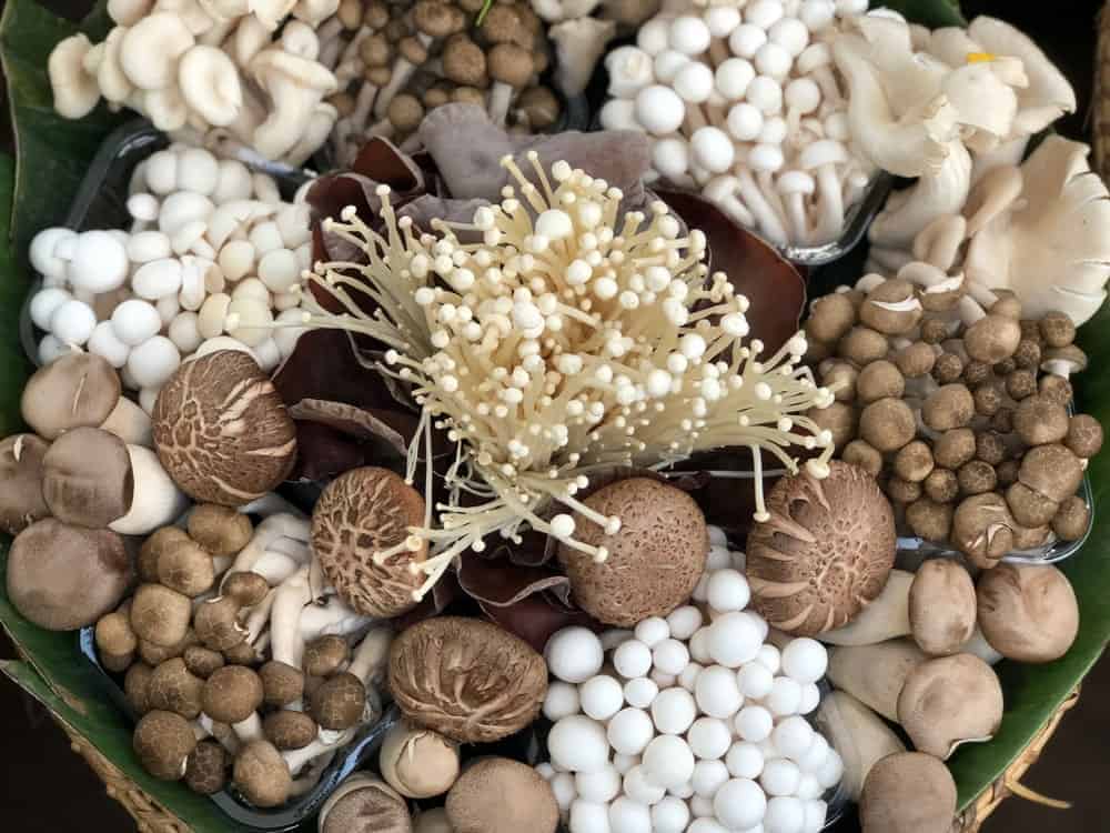 26 قارچ اگزوتیک محبوب در جهان
