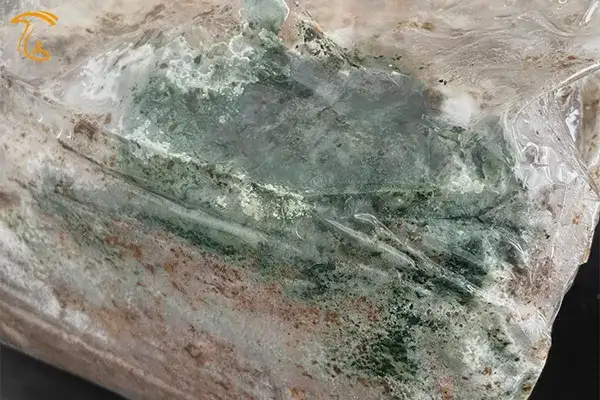 بیماری کپک تریکوردما در بستر قارچ صدفی