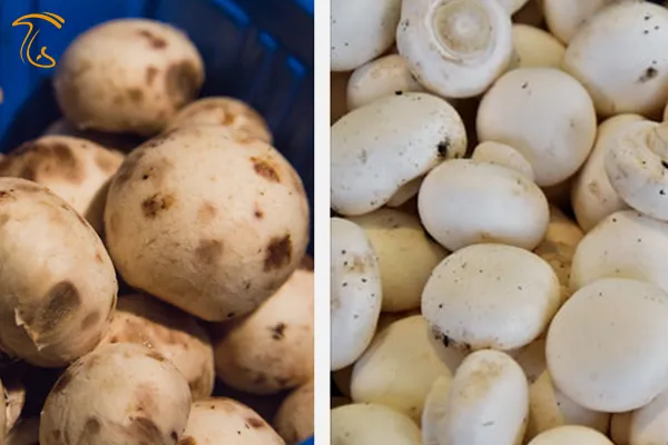 علت تغییر رنگ قارچ دکمه چیست؟ راهکارهای جلوگیری از تغییر رنگ