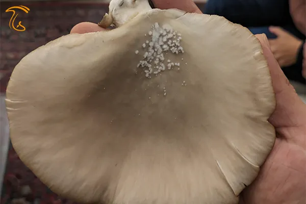 پرزهای سفید روی قارچ صدفی