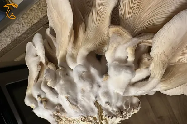 تشکیل پرز های سفید روی پایه قارچ صدفی