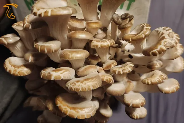 ترک خوردن کلاهک قارچ صدفی به دلیل کمبود رطوبت