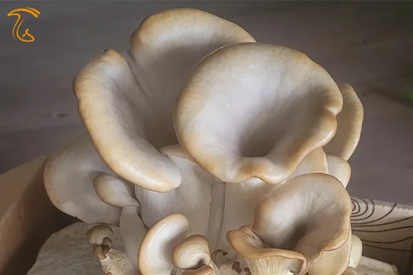 ناهنجاری کلاهک لاکی در قارچ صدفی