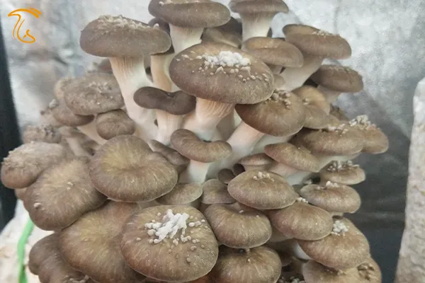 جوش و برامدگی در سطح قارچ صدفی