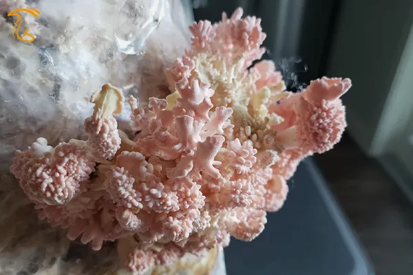 رشد مرجانی قارچ صدفی به دلیل ازدیاد co2 و کمبود نور