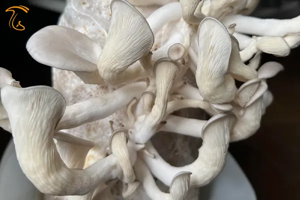 ساقه بلند و کلاهک کوچک قارچ صدفی به دلیل تجمع دی اکسید کربن