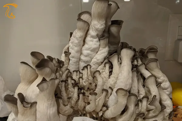 ساقه ضخیم و آبکی قارچ صدفی در اثر دمای پایین و رطوبت بالا