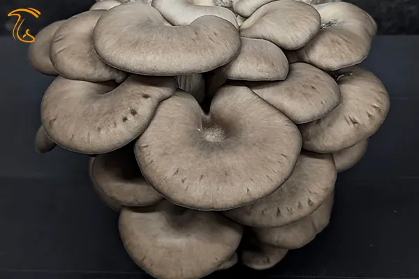 خط ها و نوارهای سیاه روی کلاهک قارچ صدفی در اثر نوسانات رطوبت