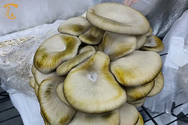 زرد شدن کلاهک قارچ صدفی در اثر رطوبت زیاد