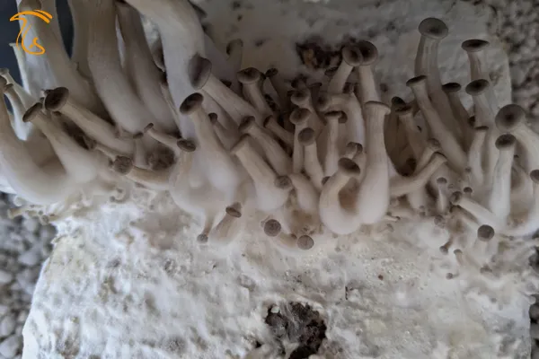 کپک تار عنکبوتی روی بستر قارچ صدفی