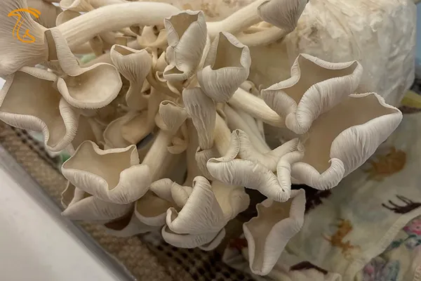 پیچ خوردن کلاهک قارچ صدفی در اثر ازدیاد دی اکسید کربن و رطوبت بالا