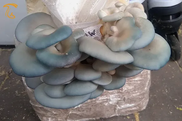 آبی شدن قارچ صدفی
