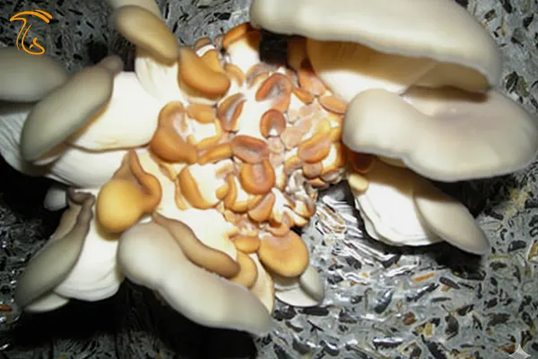 بیماری پوسیدگی باکتریایی قارچ صدفی bacterial rot