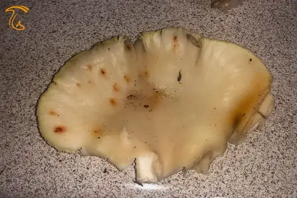 بیماری لکه قهوه ای قارچ صدفی
