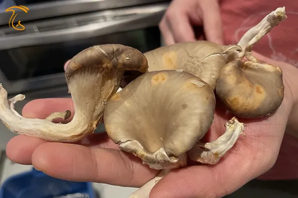 بیماری لکه زرد قارچ صدفی