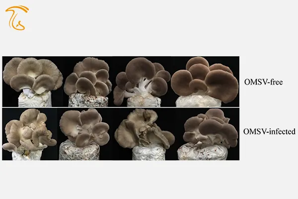 بیماری خشکیدگی در اثر ویروس کروی قارچ صدفی omsv