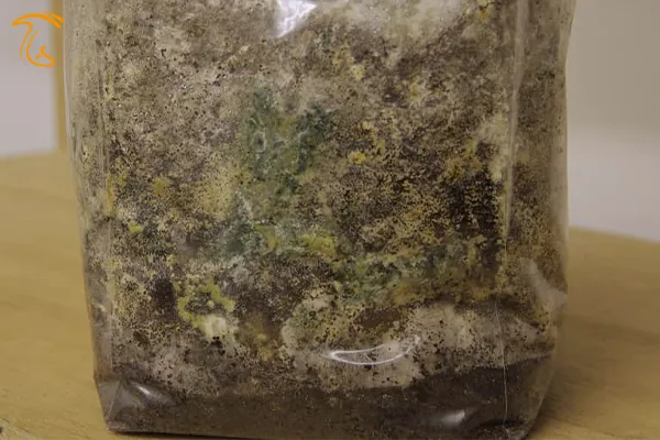 بیماری کپک سبز زیتونی در بستر قارچ صدفی