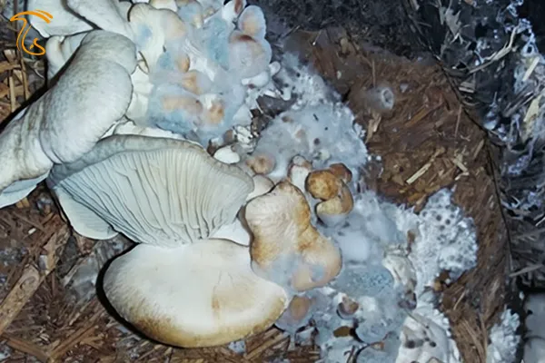 کپک زدن قارچ صدفی روی بستر