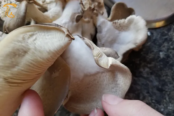 کپک سفید روی قارچ صدفی