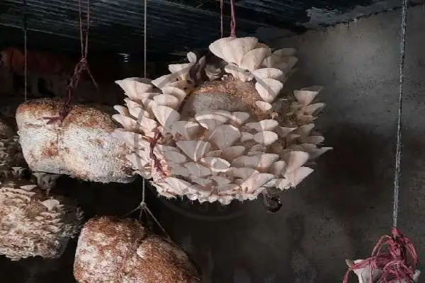 طرز تهیه کمپوست قارچ صدفی در خانه - پرورش قارچ صدفی - پرورش قارچ