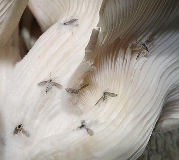 آفات و بیماری ها در پرورش قارچ صدفی