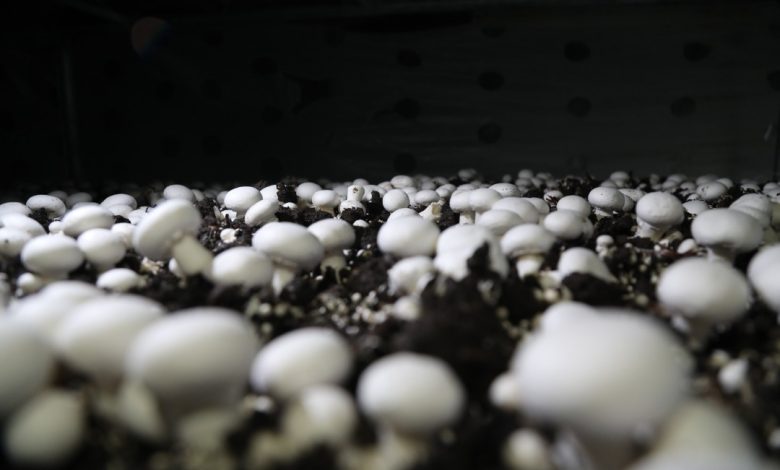 تسهیلات تا ۳۰ میلیارد تومان برای پرورش قارچ در گرگان با کارمزد چهار درصد