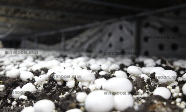 کارگاه تولید قارچ در طرح پویش دانشگاه آزاد