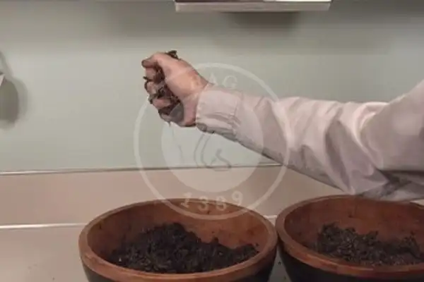 مراحل تهیه کمپوست قارچ صدفی